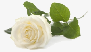 Old Homestead Farm Rose - White Rose For Friendship