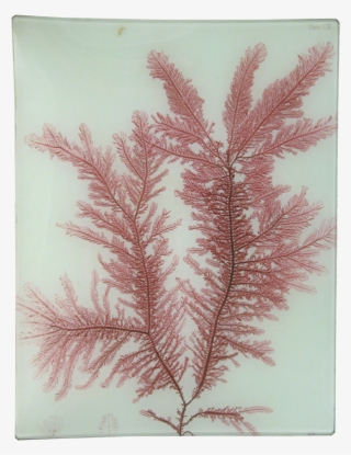 #22 Seaweed John Derian Company Inc