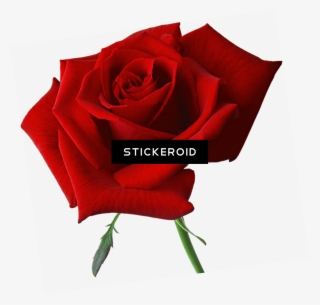 Rose Роза - Imagen De Rosas Rojas Animadas