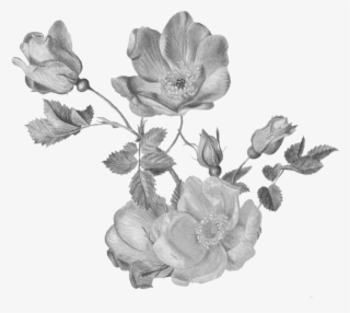 Experiential Design - Botany