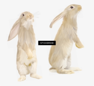 Rabbit - Portable Network Graphics