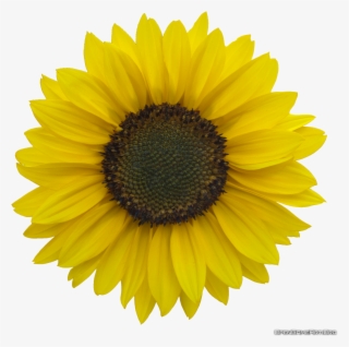 Download Sunflower Images Free