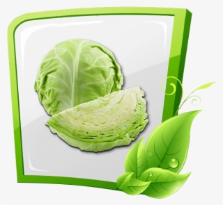 Our Product & Services - Cabbage