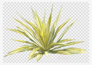 Furcraea Png Clipart Mauritius Hemp - Agave Azul