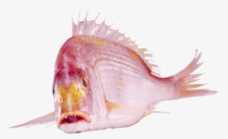 Beautiful Physical Red Fish Png - 水 产品