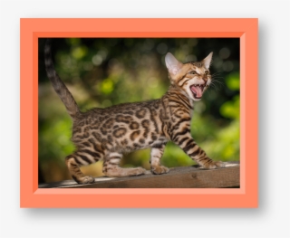 At About The Same Time, Dr - Bengal Cat