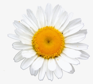 Free Flower Clip Art Images - Flower