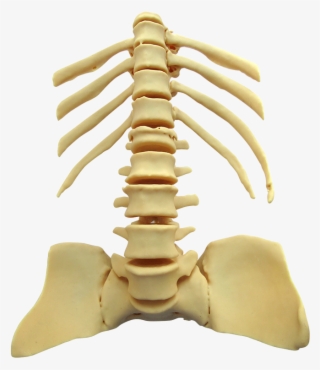 Torso No Background Pro Firm Cream 100 Micron - Liquid