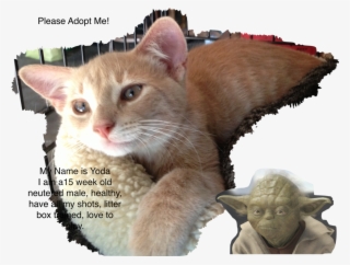 Yoda