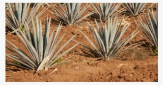Proceso Orgánico Proceso Orgánico - Agave Azul