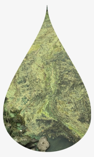 22 Oct 2015 - Green Algae