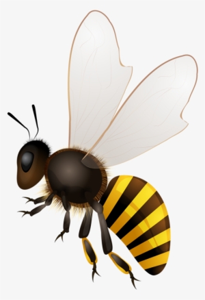 Abeilles Abeja Abelha Bees - Honey Bee Drawing Png