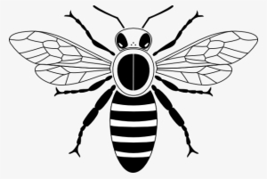 Honey Bee Black And White