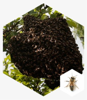 Honey Bee Swarm