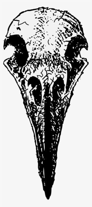 Drawing Ravens Skull - Raven Skull Frontal Drawing