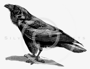All Vintage Black And White Illustrations Png - Vintage Raven Png