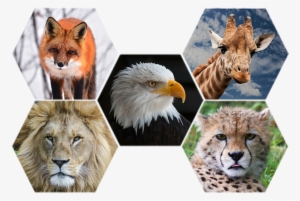 Photograph Of Mammals & Birds - Wild Animals Png