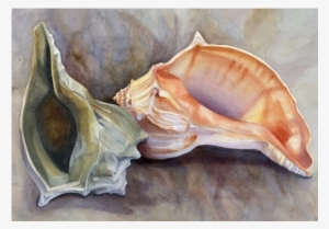 Copyright Waterloo Watercolor - Conch