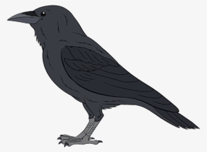 How To Draw A Raven - Raven Easy To Draw