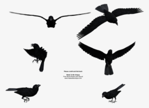 Graphic Library Free Raven Clipart - Flying Crow Png