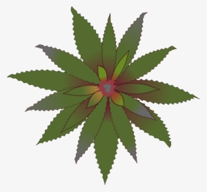 Aechmea Fasciata Ray's Harford Home Improvement Contractors, - Bromeliads Clipart