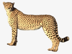 Library Png Image Purepng Free Cc Library - Cheetah Png