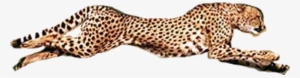 Cheetah Running Png Clip Freeuse Download - Big Cats Dk Eyewonder By Dk