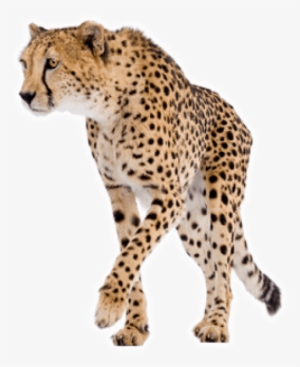 Free Png Cheetah Png Images Transparent - Chemistry For The Biosciences: The Essential Concepts