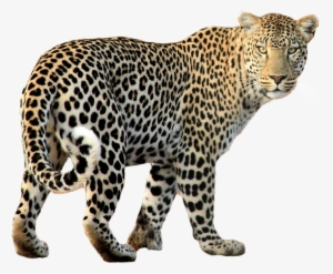 Leopard Png Transparent Image - Leopard Png