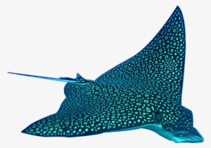Spotted Eagle Ray Clip