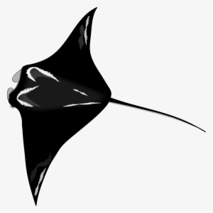 Manta-ray - Manta Ray