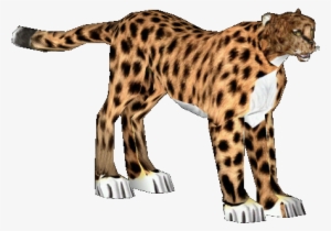 Asiatic Cheetah - Library