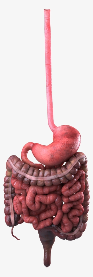 Guts 360 Digestive Only 207 Copy - Gastrointestinal Tract