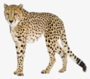 Black Tail Cheetah Png Image - Cheetah Png