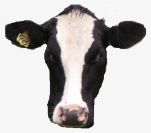 Cow Head Png