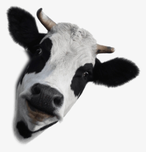 Png Library Stock Dairy Farm Products Chemicals Mondovi - Dairy Cow White Background