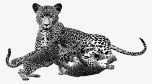 Leopard Png Black And White Transparent Leopard Black - Animales Carnivoros En Blanco Y Negro