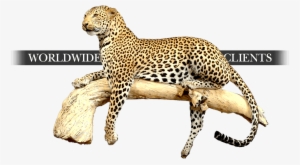 Taxidermy-worldwide - Cheetah