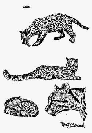 Jaguar Clipart Ocelot - Ocelot