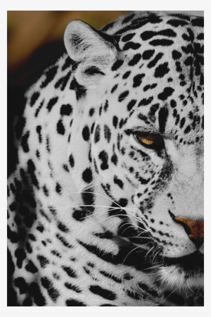 Animal Cheetah Png Transparent Semi Transparent - Snow Leopard