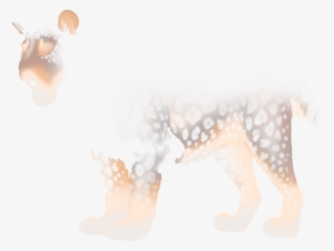 Cheetah