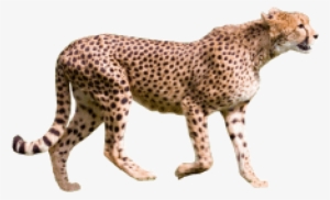 Free Png Cheetah Png Images Transparent - Cheetah Png