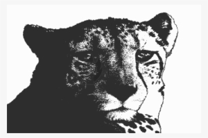 B/w Cheetah - Jaguar