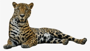 Jaguar Png