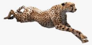 Cheetah Png Transparent Images - Cheetah Png