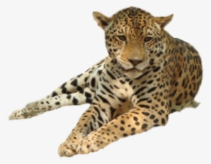 Lovely Images Of Leopard And Cheetah Leopard Png Png - Леопард Пнг