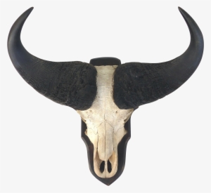 Water Buffalo Skull With Horns Wall Mount - Horn
