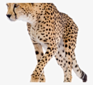 Chemistry For The Biosciences: The Essential Concepts