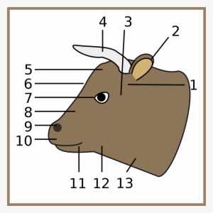 Open - Head Parts Of A Cattle