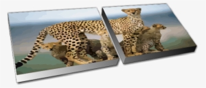 Applications - African Leopard